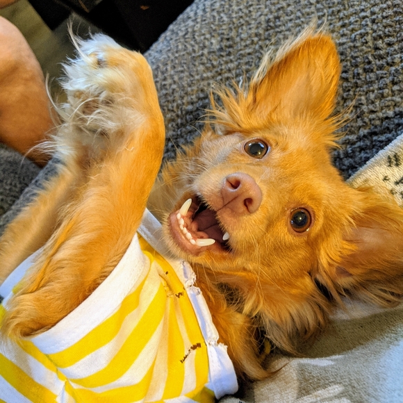 Meet your Posher, Nikki - Picture 11 of 13